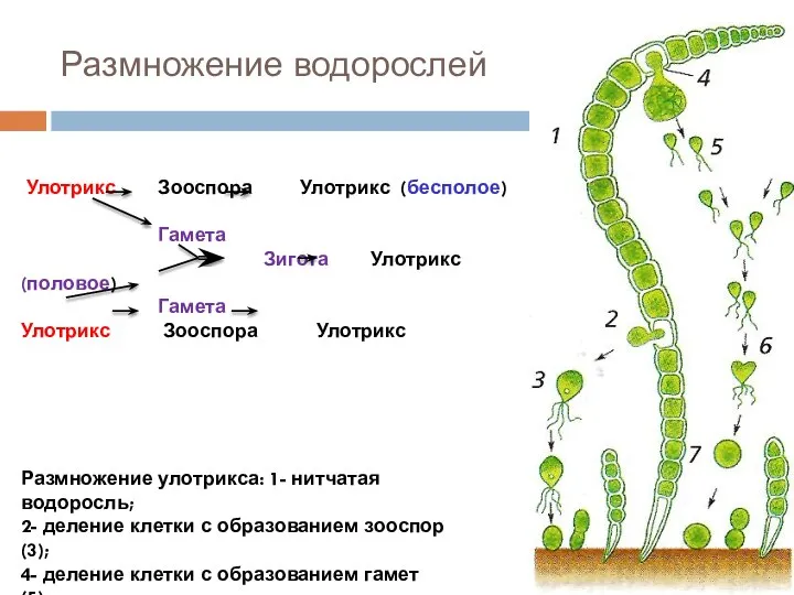 Размножение водорослей Размножение улотрикса: 1- нитчатая водоросль; 2- деление клетки с образованием