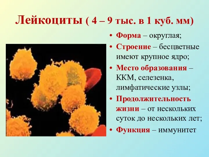 Лейкоциты ( 4 – 9 тыс. в 1 куб. мм) Форма –