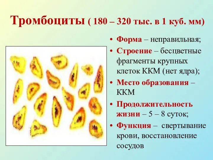 Тромбоциты ( 180 – 320 тыс. в 1 куб. мм) Форма –
