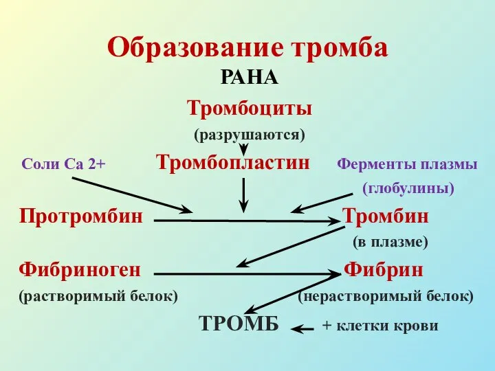 Образование тромба РАНА Тромбоциты (разрушаются) Соли Са 2+ Тромбопластин Ферменты плазмы (глобулины)