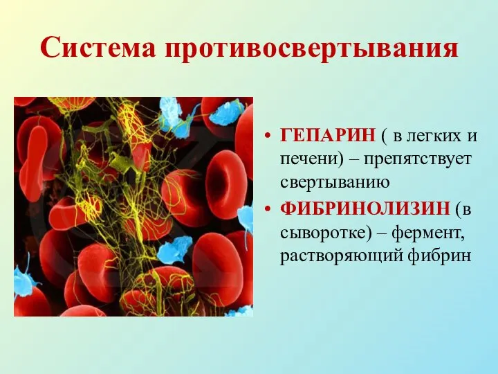 Система противосвертывания ГЕПАРИН ( в легких и печени) – препятствует свертыванию ФИБРИНОЛИЗИН