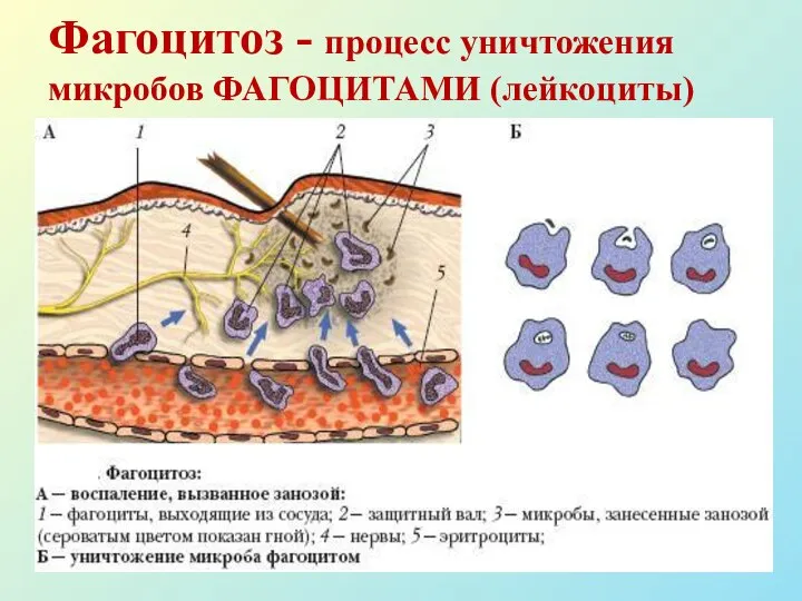 Фагоцитоз - процесс уничтожения микробов ФАГОЦИТАМИ (лейкоциты)