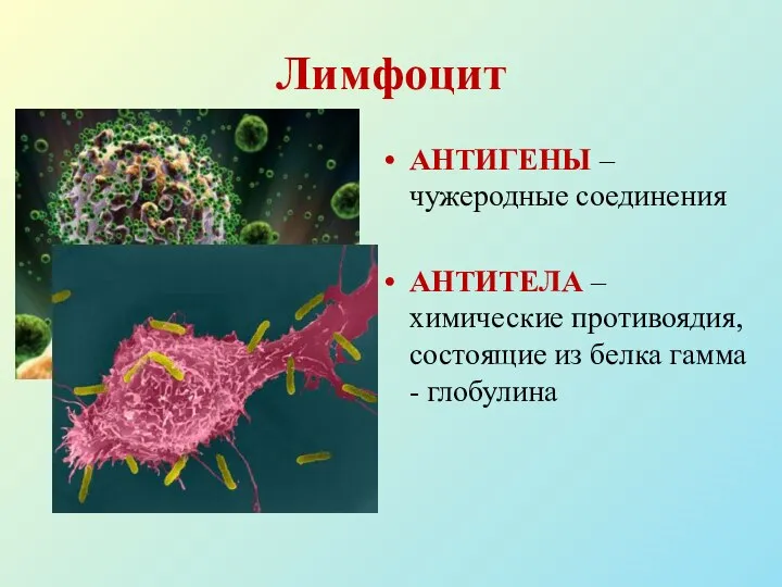 Лимфоцит АНТИГЕНЫ – чужеродные соединения АНТИТЕЛА – химические противоядия, состоящие из белка гамма - глобулина