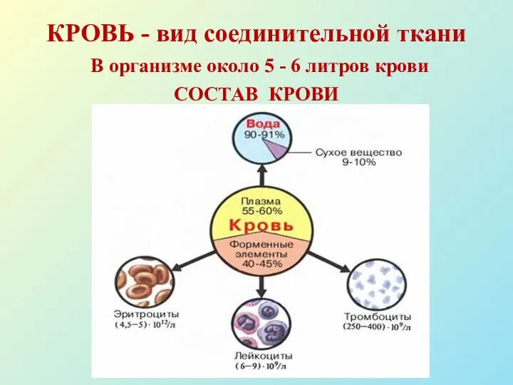 КРОВЬ - вид соединительной ткани В организме около 5 - 6 литров крови СОСТАВ КРОВИ