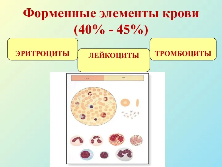 Форменные элементы крови (40% - 45%) ЭРИТРОЦИТЫ ЛЕЙКОЦИТЫ ТРОМБОЦИТЫ