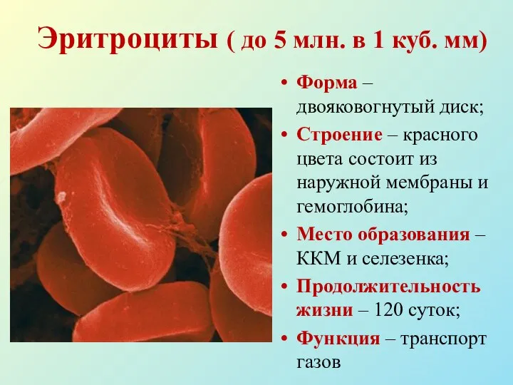 Эритроциты ( до 5 млн. в 1 куб. мм) Форма – двояковогнутый