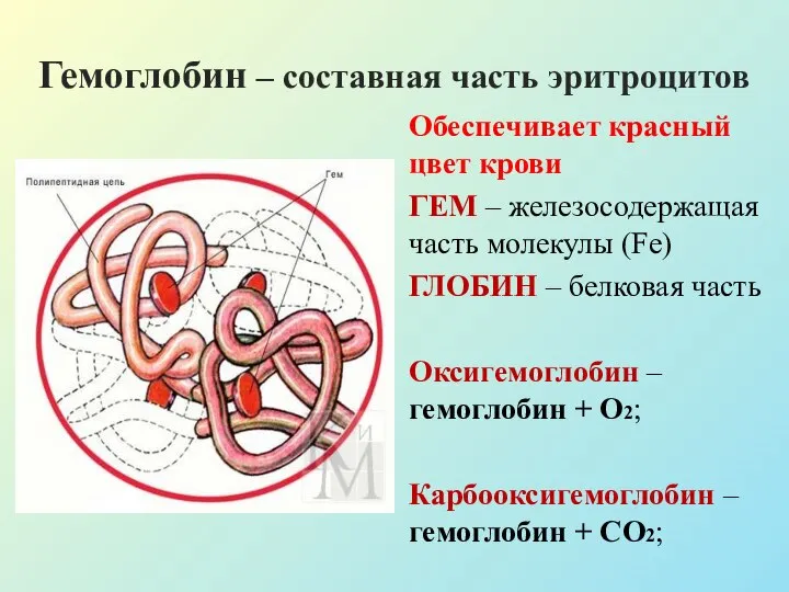 Гемоглобин – составная часть эритроцитов Обеспечивает красный цвет крови ГЕМ – железосодержащая