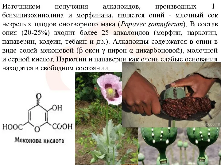 Источником получения алкалоидов, производных 1-бензилизохинолина и морфинана, является опий - млечный сок