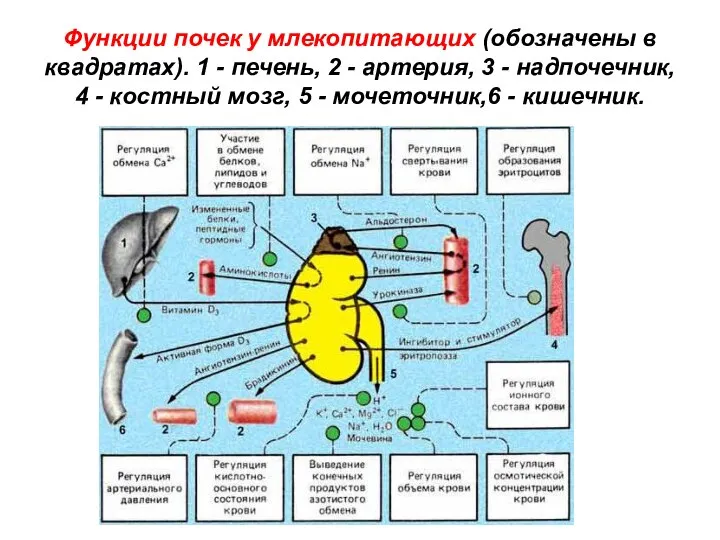 Функции почек у млекопитающих (обозначены в квадратах). 1 - печень, 2 -