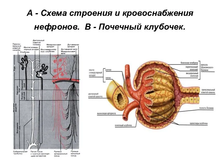 А - Схема строения и кровоснабжения нефронов. В - Почечный клубочек.