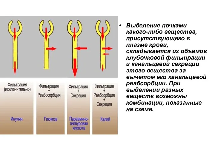 Выделение почками какого-либо вещества, присутствующего в плазме крови, складывается из объемов клубочковой