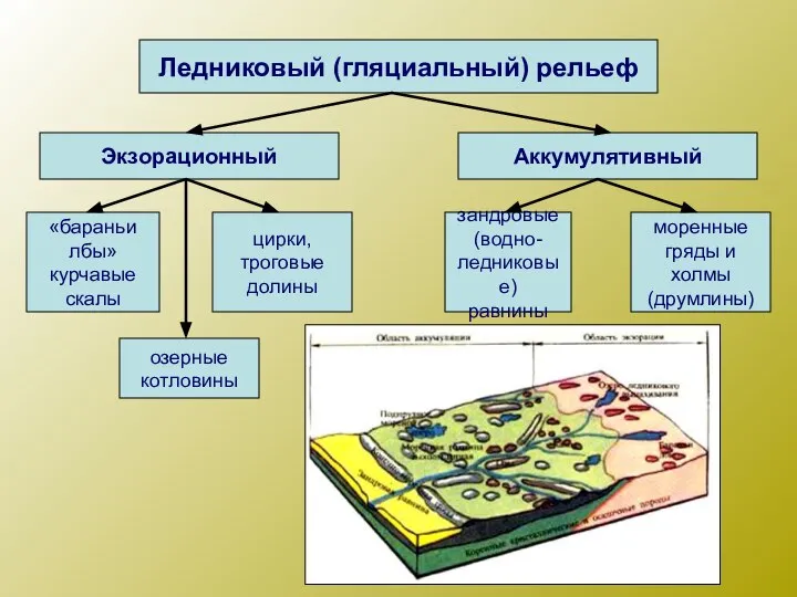 Ледниковый (гляциальный) рельеф Экзорационный Аккумулятивный «бараньи лбы» курчавые скалы цирки, троговые долины