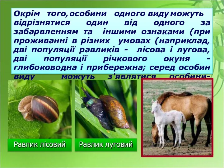 Равлик лісовий Окрім того, особини одного виду можуть відрізнятися один від одного