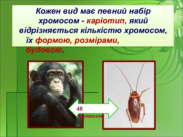 Кожен вид має певний набір хромосом - каріотип, який відрізняється кількістю хромосом,