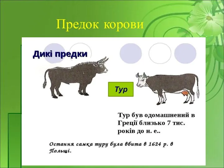 Предок корови Тур