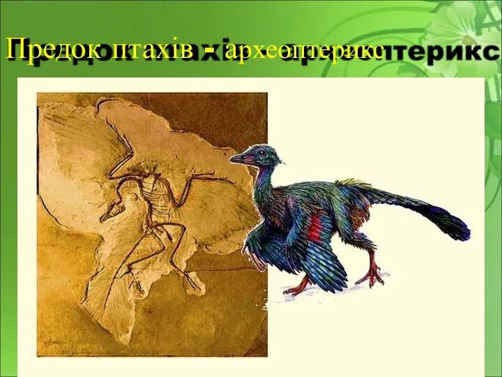 Предок птахів - археоптерикс