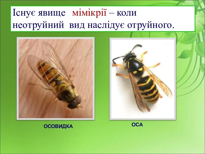 ОСОВИДКА ОСА Існує явище мімікрії – коли неотруйний вид наслідує отруйного.