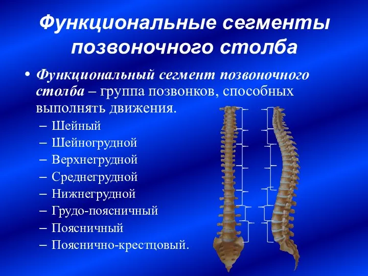 Функциональные сегменты позвоночного столба Функциональный сегмент позвоночного столба – группа позвонков, способных