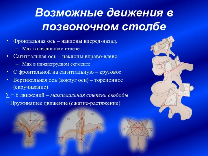 Возможные движения в позвоночном столбе Фронтальная ось – наклоны вперед-назад. Max в