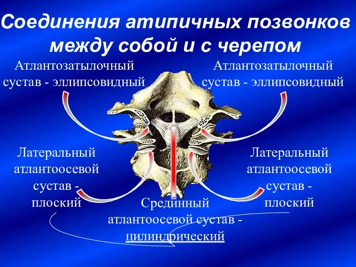 Соединения атипичных позвонков между собой и с черепом Срединный атлантоосевой сустав -