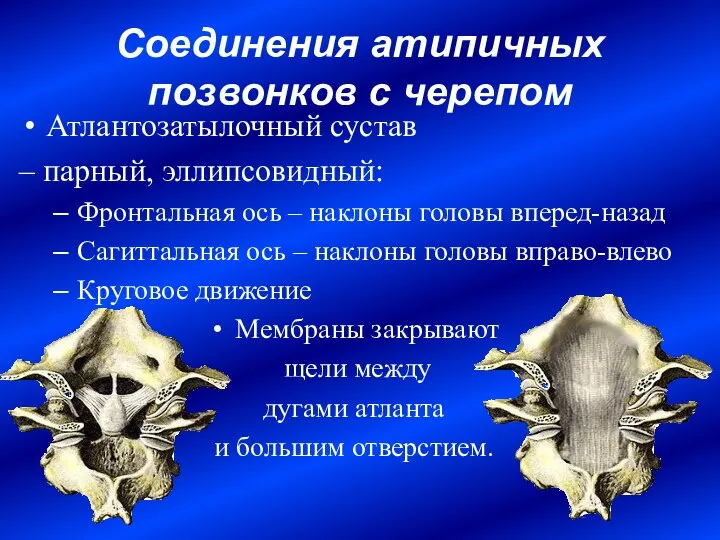 Соединения атипичных позвонков с черепом Атлантозатылочный сустав – парный, эллипсовидный: Фронтальная ось