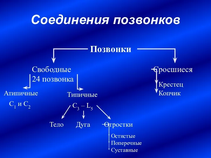 Соединения позвонков Позвонки Свободные 24 позвонка Сросшиеся Крестец Копчик Атипичные Типичные C1