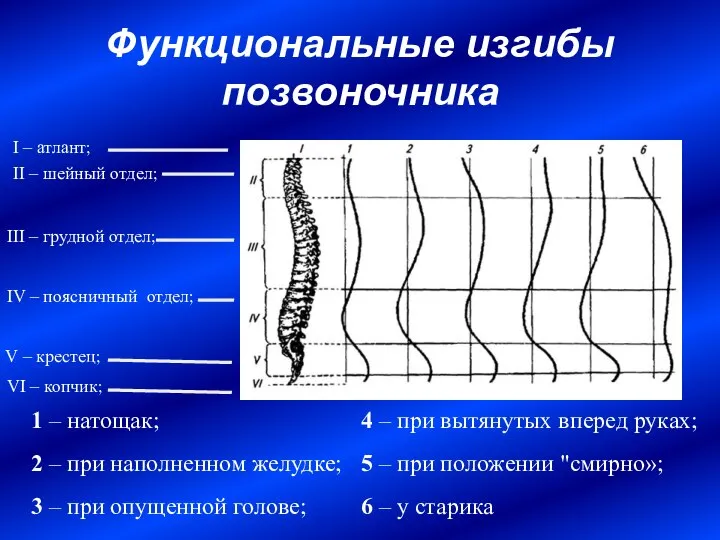 Функциональные изгибы позвоночника 1 – натощак; 2 – при наполненном желудке; 3