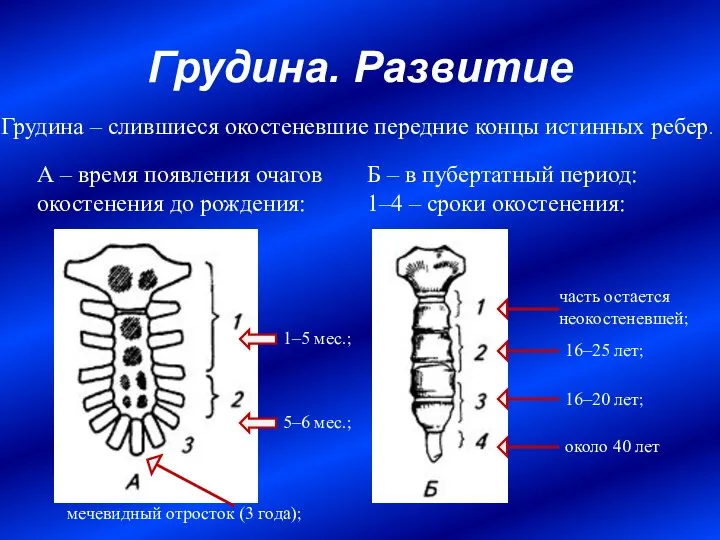 Грудина. Развитие А – время появления очагов окостенения до рождения: Б –