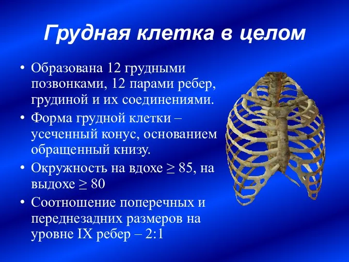 Грудная клетка в целом Образована 12 грудными позвонками, 12 парами ребер, грудиной