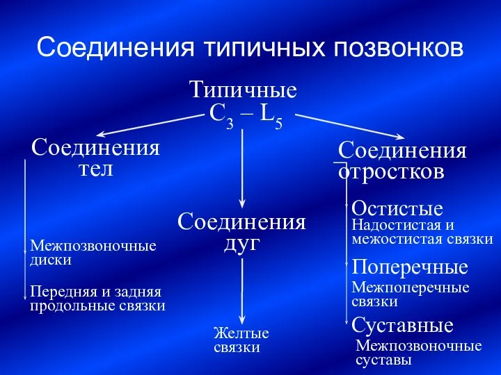 Соединения типичных позвонков Типичные C3 – L5 Соединения тел Соединения дуг Соединения