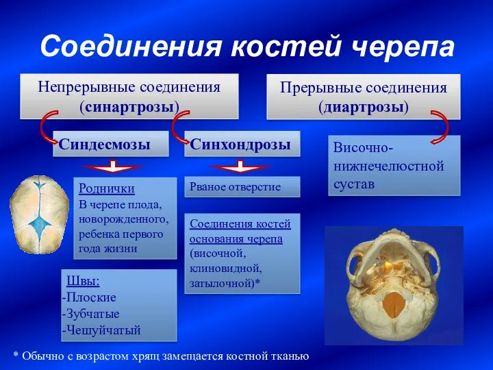 Соединения костей черепа Непрерывные соединения (синартрозы) Прерывные соединения (диартрозы) Швы: Плоские Зубчатые