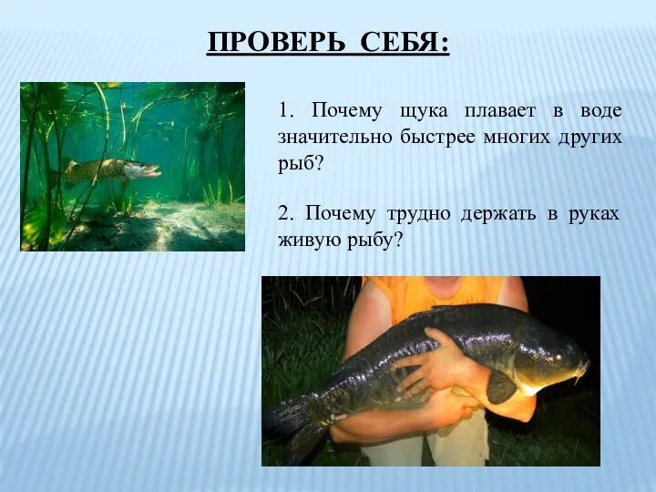 ПРОВЕРЬ СЕБЯ: 1. Почему щука плавает в воде значительно быстрее многих других