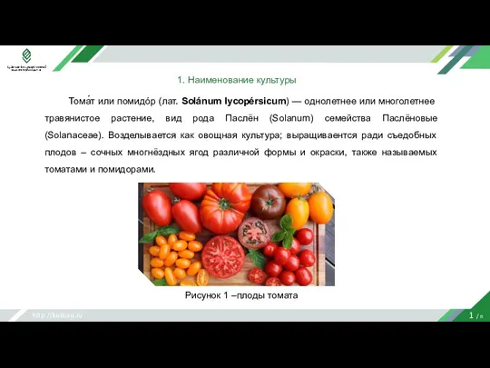 http://kubsau.ru 1 / n 1. Наименование культуры Тома́т или помидóр (лат. Solánum