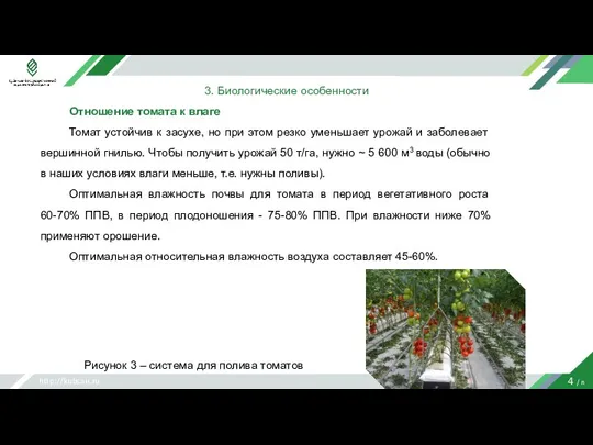 http://kubsau.ru 4 / n 3. Биологические особенности Отношение томата к влаге Томат