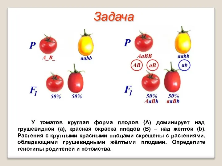 У томатов круглая форма плодов (А) доминирует над грушевидной (а), красная окраска