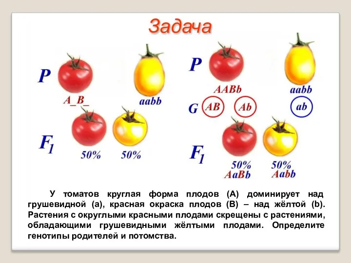 У томатов круглая форма плодов (А) доминирует над грушевидной (а), красная окраска