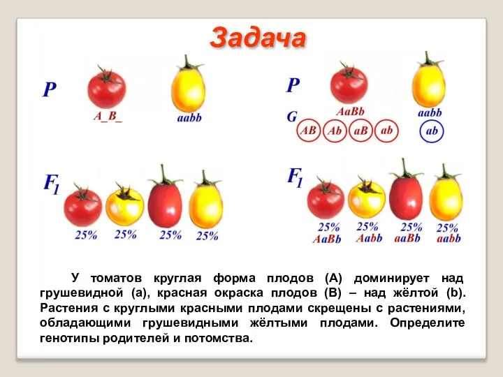 У томатов круглая форма плодов (А) доминирует над грушевидной (а), красная окраска