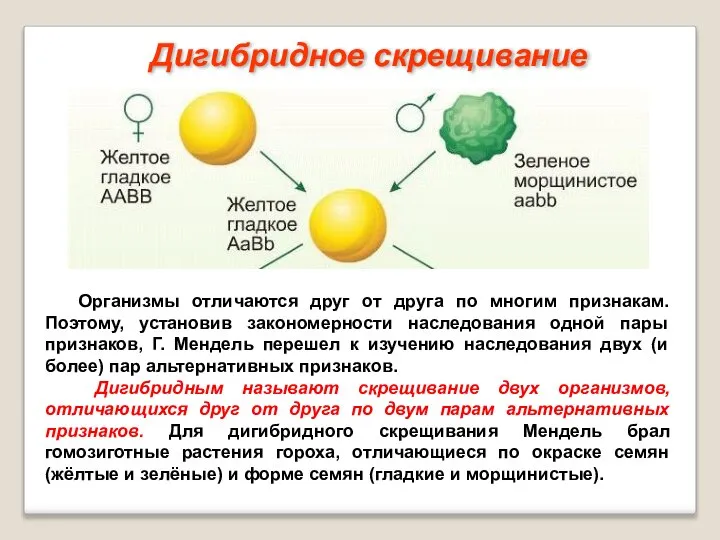 Дигибридное скрещивание Организмы отличаются друг от друга по многим признакам. Поэтому, установив