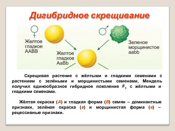 Скрещивая растение с жёлтыми и гладкими семенами с растением с зелёными и