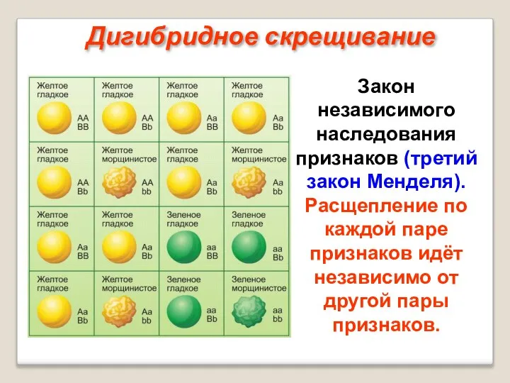 Закон независимого наследования признаков (третий закон Менделя). Расщепление по каждой паре признаков