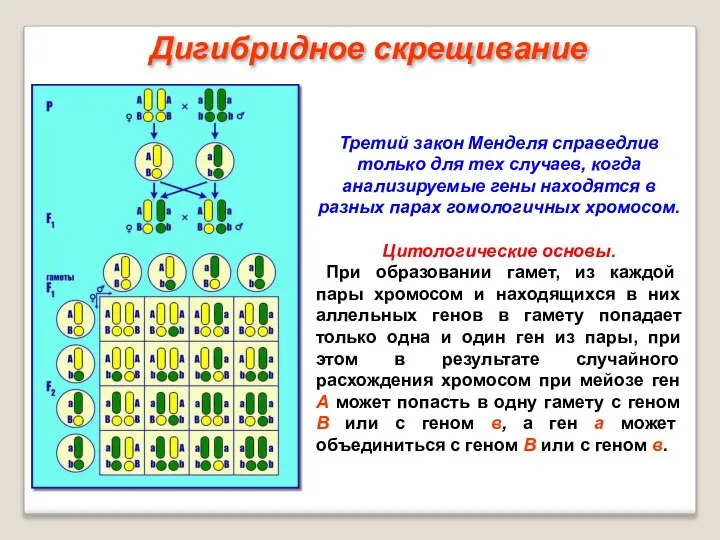 Третий закон Менделя справедлив только для тех случаев, когда анализируемые гены находятся