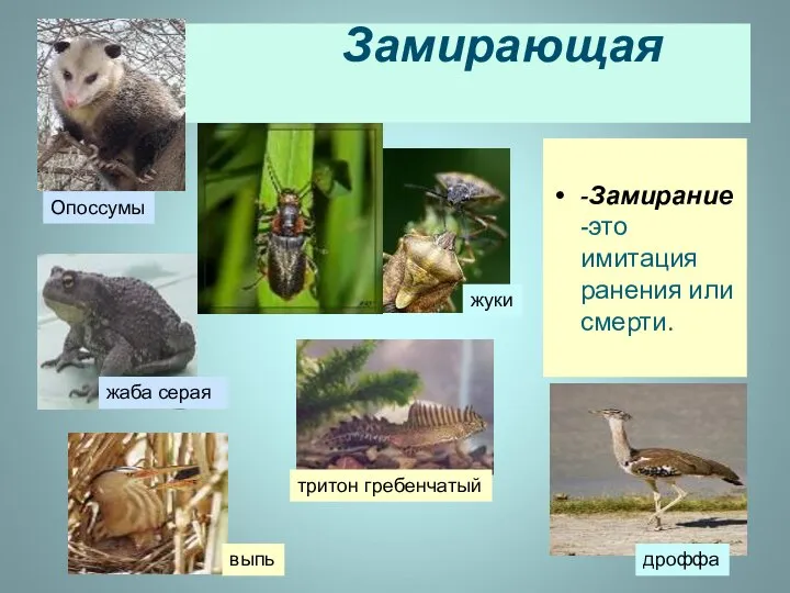 Замирающая поза -Замирание -это имитация ранения или смерти. Опоссумы жуки выпь дроффа жаба серая тритон гребенчатый