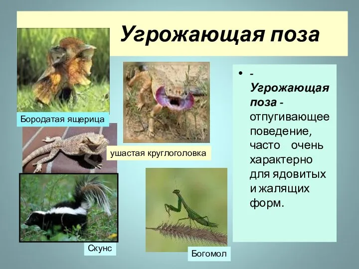 Угрожающая поза - Угрожающая поза -отпугивающее поведение, часто очень характерно для ядовитых