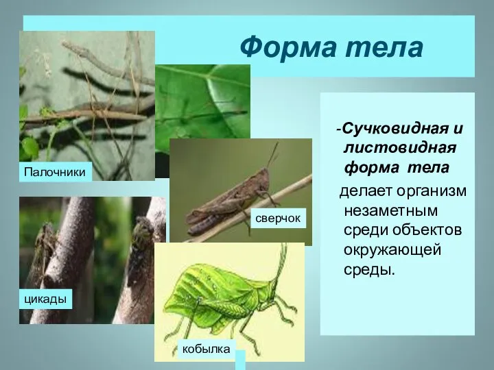 Форма тела -Сучковидная и листовидная форма тела делает организм незаметным среди объектов