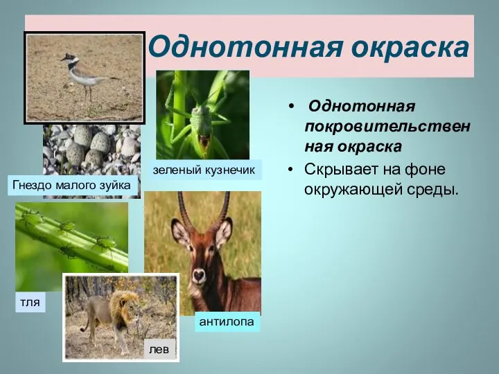 Однотонная окраска Однотонная покровительственная окраска Скрывает на фоне окружающей среды. зеленый кузнечик