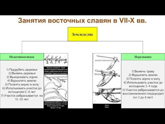 Занятия восточных славян в VII-X вв. Земледелие Подсечно-огневое Переложное 1) Подрубить деревья