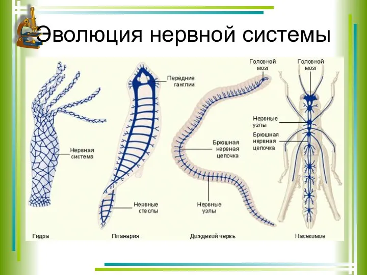 Эволюция нервной системы