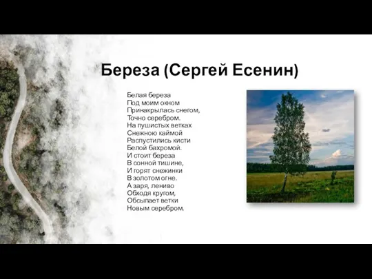 Береза (Сергей Есенин) Белая береза Под моим окном Принакрылась снегом, Точно серебром.