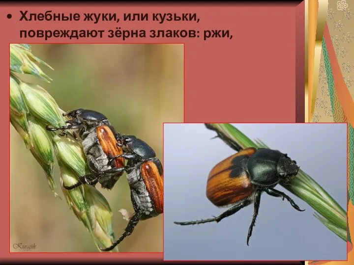 Хлебные жуки, или кузьки, повреждают зёрна злаков: ржи, ячменя, пшеницы.