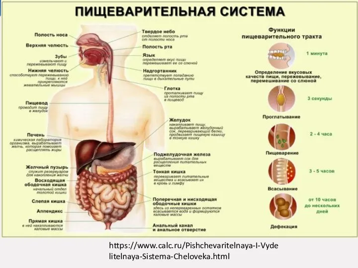 https://www.calc.ru/Pishchevaritelnaya-I-Vydelitelnaya-Sistema-Cheloveka.html